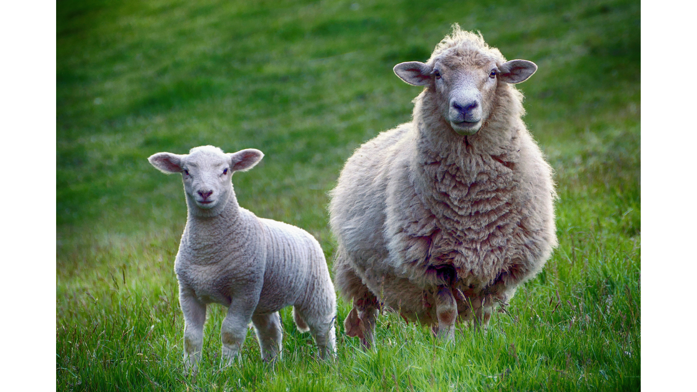 Pequeños Rumiantes